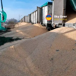 In Poland, 180 tons of Ukrainian corn were dumped on the ground