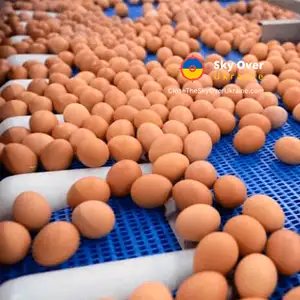 The EU imposes duties on sugar and eggs from Ukraine